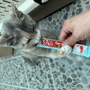 고양이 실종 믹스묘 경상남도 김해시