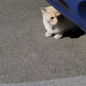 고양이 목격 브라질리안쇼트헤어 부산광역시 금정구