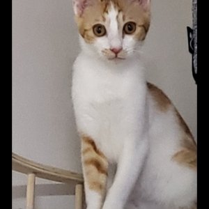 고양이를 찾습니다 고양이 전단지