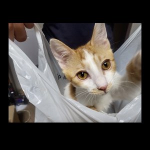 고양이 실종 코리아쇼트헤어 인천광역시 계양구