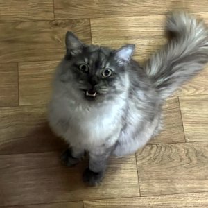 고양이 실종 페르시안 경기도 안산시 상록구