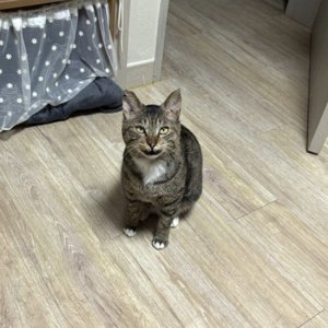 고양이 실종 코리아쇼트헤어 경상북도 경산시