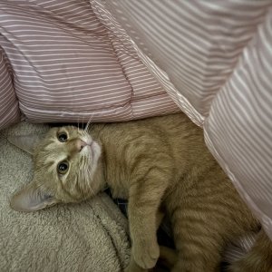 고양이를 찾습니다 고양이 전단지
