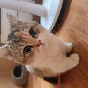 고양이 실종 먼치킨 부산광역시 부산진구