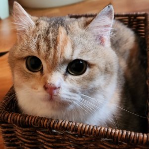 고양이를 찾습니다 고양이 전단지