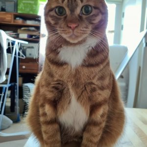 고양이 실종 코리아쇼트헤어 전라북도 김제시