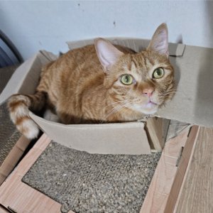 고양이를 찾습니다 고양이 전단지