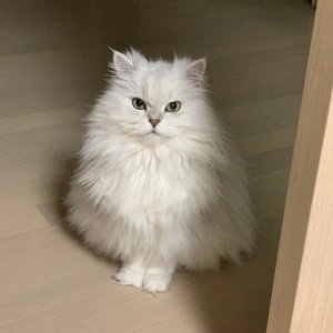 고양이 목격 페르시안 서울특별시 강남구