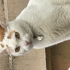 고양이 주인을 찾습니다 고양이 전단지