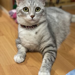 고양이 실종 코리아쇼트헤어 서울특별시 강북구