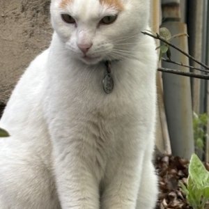 고양이 목격 기타묘종 서울특별시 동대문구