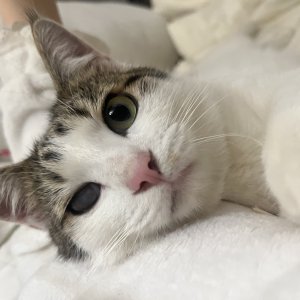 고양이 실종 기타묘종 충청남도 보령시