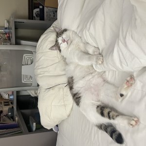 고양이를 찾습니다 고양이 전단지