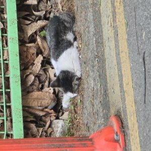 고양이 주인을 찾습니다 고양이 전단지