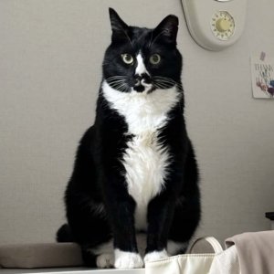 고양이를 찾습니다 고양이 전단지
