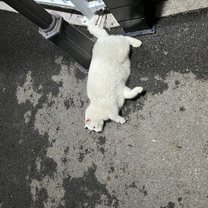고양이 목격 기타묘종 경기도 파주시