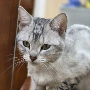 고양이 주인을 찾습니다 고양이 전단지