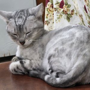 고양이 목격 기타묘종 서울특별시 성동구