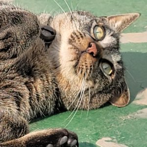고양이 실종 코리아쇼트헤어 서울특별시 동작구