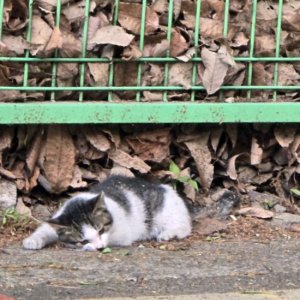 고양이 구조 기타묘종 경상남도 창원시 마산회원구
