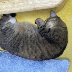 고양이를 찾습니다 고양이 전단지
