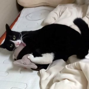 고양이를 찾습니다 고양이 전단지