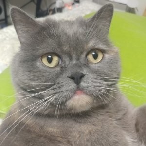 고양이 실종 브리티시쇼트헤어 전라남도 진도군