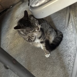 고양이 구조 기타묘종 서울특별시 성북구