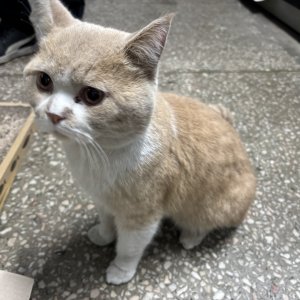 고양이 주인을 찾습니다 고양이 전단지