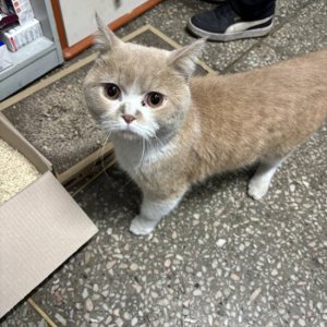 고양이 구조 브리티시쇼트헤어 경상북도 포항시 북구