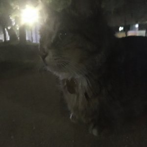 고양이 주인을 찾습니다 고양이 전단지
