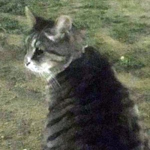 고양이 목격 기타묘종 대구광역시 수성구