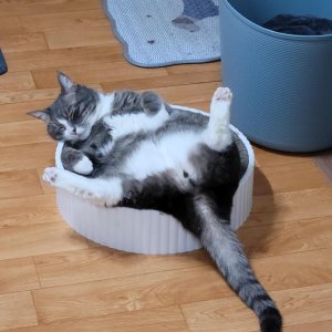 고양이를 찾습니다 고양이 전단지