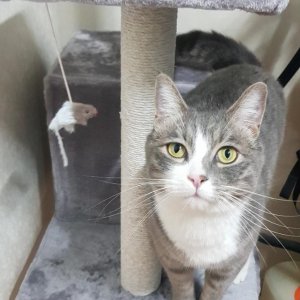 고양이 실종 믹스묘 서울특별시 은평구