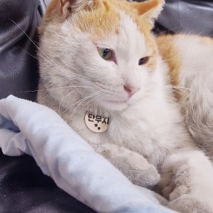 고양이 실종 기타묘종 경기도 파주시