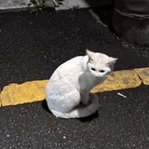 고양이 목격 기타묘종 서울특별시 관악구