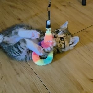 고양이 구조 기타묘종 서울특별시 서대문구