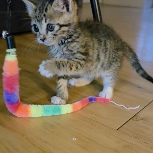 고양이 주인을 찾습니다 고양이 전단지