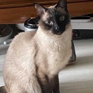 고양이를 찾습니다 고양이 전단지