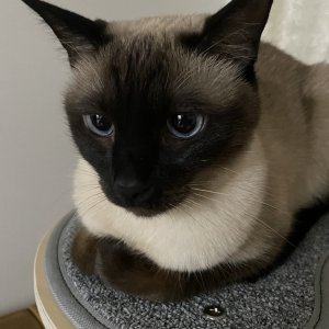 고양이 실종 샴 광주광역시 북구