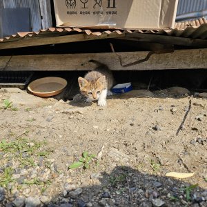 고양이 주인을 찾습니다 고양이 전단지