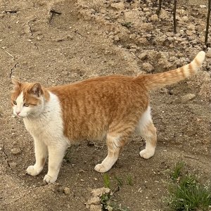 고양이 실종 코리아쇼트헤어 충청남도 천안시 서북구