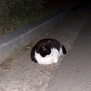 고양이 목격 기타묘종 서울특별시 광진구