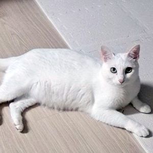 고양이 실종 코리아쇼.. 인천광역시 부평구