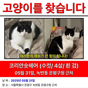 고양이 실종 코리아쇼트헤어 서울특별시 은평구
