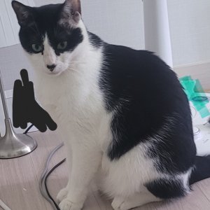 고양이 실종 코리아쇼트헤어 경기도 김포시