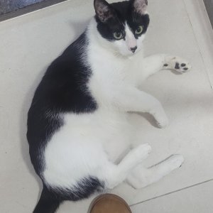 고양이를 찾습니다 고양이 전단지