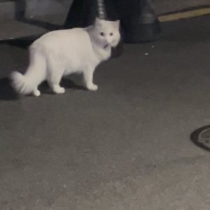 고양이 주인을 찾습니다 고양이 전단지