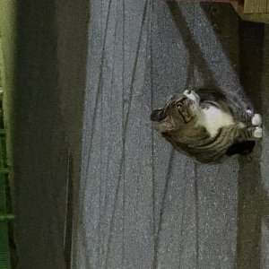 고양이 주인을 찾습니다 고양이 전단지