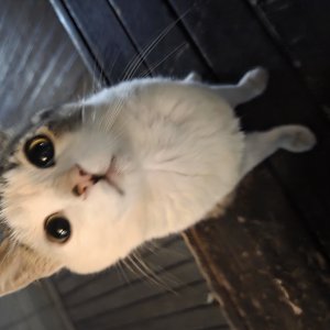 고양이를 찾습니다 고양이 전단지